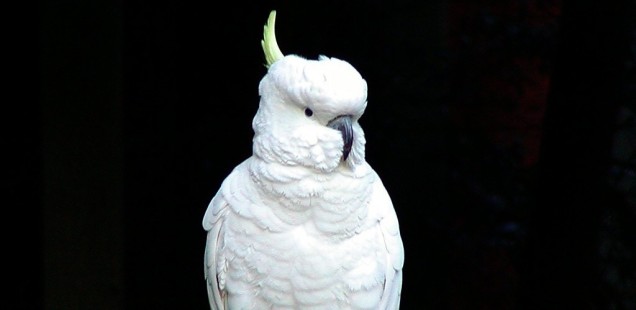 cockatoo critic